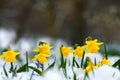 wild daffodil or Lent Lily (narcissus pseudonarcissus) in snow Royalty Free Stock Photo
