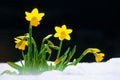 wild daffodil or Lent Lily (narcissus pseudonarcissus) Royalty Free Stock Photo