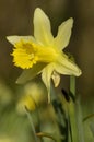 Wild Daffodil - Narcissus pseudonarcissus Royalty Free Stock Photo