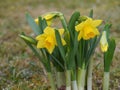 Wild daffodil