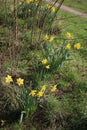 Wild daffodils in bloom, sunny March day in spring Royalty Free Stock Photo