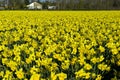 Wild Daffodils Royalty Free Stock Photo