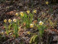 wild daffodils in sunlight in a forest