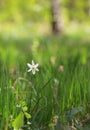 Wild daffodils on field