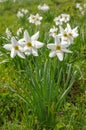 Wild Daffodils Field. Touch Of Spring