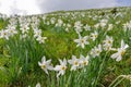 Wild Daffodils Field. Touch Of Spring