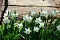 Wild daffodils flowerbed closeup on the wood board background (sunny day)