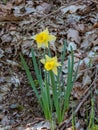 wild daffodils in the forest