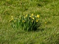 wild daffodils in the grass