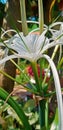 wild daffodils grow in the garden