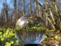 Wild daffodils in lensball Royalty Free Stock Photo