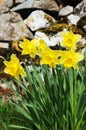 Wild daffodils (Narcissus pseudonarcissus)