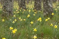 Wild daffodils - Narcissus pseudonarcissus in oak Royalty Free Stock Photo