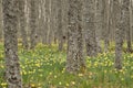 Wild daffodils - Narcissus pseudonarcissus in oak Royalty Free Stock Photo