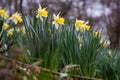 Wild daffodils Narcissus pseudonarcissus pseudonarcissus
