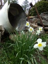 Wild daffodils Narcissus pseudonarcissus white petals with yellow trumpet flowers against stone wall and various metal objects