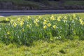 Wild daffodils in a park