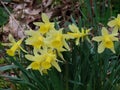 Wild daffodils in wood Royalty Free Stock Photo