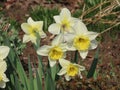 Wild daffodils in wood Royalty Free Stock Photo