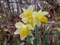 Wild daffodils in wood Royalty Free Stock Photo