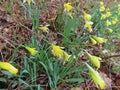 Wild daffodils in wood Royalty Free Stock Photo