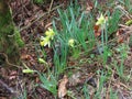 Wild daffodils in wood Royalty Free Stock Photo