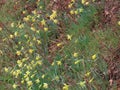Wild daffodils in wood Royalty Free Stock Photo