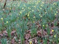 Wild daffodils in wood Royalty Free Stock Photo