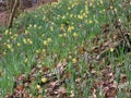 Wild daffodils in wood Royalty Free Stock Photo