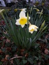 Wild Daffoldil - Narsissus pseudonarcissus Royalty Free Stock Photo