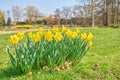 Wild dafodils in blossom