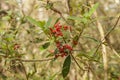Wild Dahoon Holly Berries and Leaves Royalty Free Stock Photo