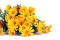 Wild daisies Royalty Free Stock Photo