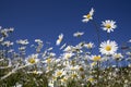 Wild Daisies Royalty Free Stock Photo