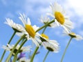 Wild daisies Royalty Free Stock Photo