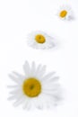 Wild daisies Royalty Free Stock Photo