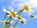 Wild daisies Royalty Free Stock Photo