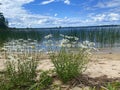 Wild daisies along the shore, Lake of the Woods, Ontario Royalty Free Stock Photo