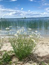 Wild daisies along the shore, Lake of the Woods, Ontario Royalty Free Stock Photo