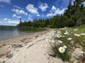 Wild daisies along the shore, Lake of the Woods, Ontario Royalty Free Stock Photo