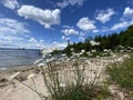 Wild daisies along the shore, Lake of the Woods, Ontario Royalty Free Stock Photo