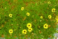 Wild daisies on the beach