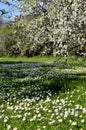 Wild Daisies Blooming Field