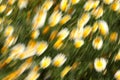 Wild daisies blurred with intentional camera movement