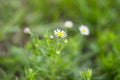 Wild daisies in the field moved by the wind