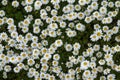 Wild daisies field overview Royalty Free Stock Photo