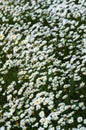 Wild daisies field perspective Royalty Free Stock Photo