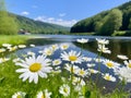 Wild daisies flourishing by a mountain lake during a summer day Royalty Free Stock Photo