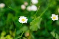 Wild daisies flowers on lush green grass at sunny day. Spring flower in forest field and blurred forest background. Royalty Free Stock Photo