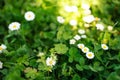 Wild daisies flowers on lush green grass at sunny day. Spring flower in forest field and blurred forest background. Royalty Free Stock Photo